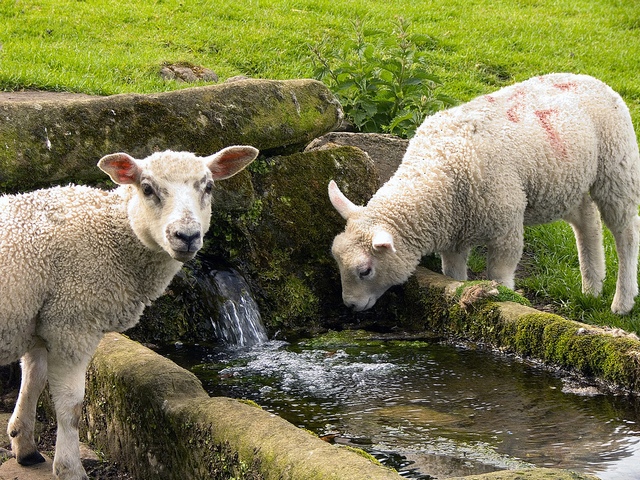 Статьи об овцах в Железноводске | ЗооТом портал о животных