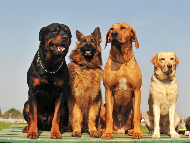 Крупные породы собак в Железноводске | ЗооТом портал о животных