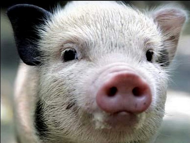 Породы свиней в Железноводске | ЗооТом портал о животных