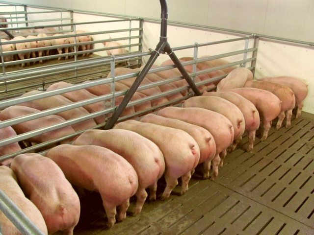 Содержание свиней и уход за ними в Железноводске | ЗооТом портал о животных