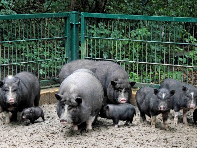 Содержание свиней и уход за ними в Железноводске | ЗооТом портал о животных
