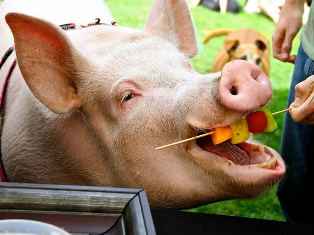 Статьи о свиньях в Железноводске | ЗооТом портал о животных