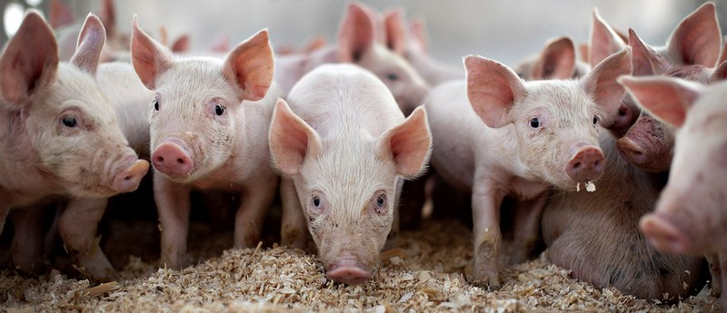 Все о свиньях в Железноводске | ЗооТом портал о животных