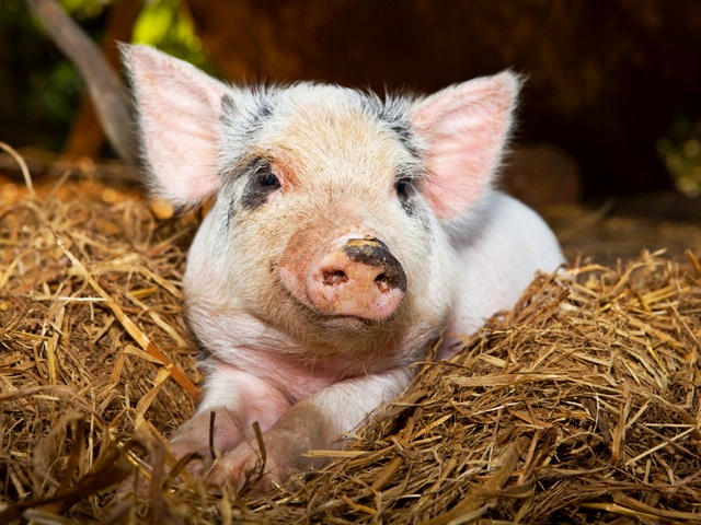 Все о свиньях в Железноводске | ЗооТом портал о животных